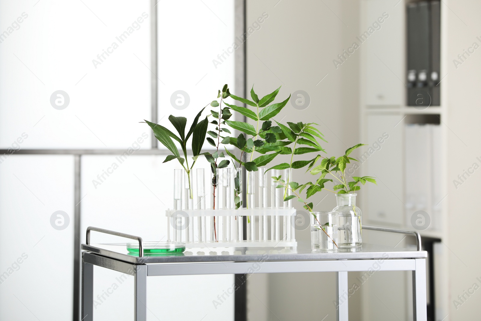 Photo of Test tubes with liquid and plants on metal table in laboratory