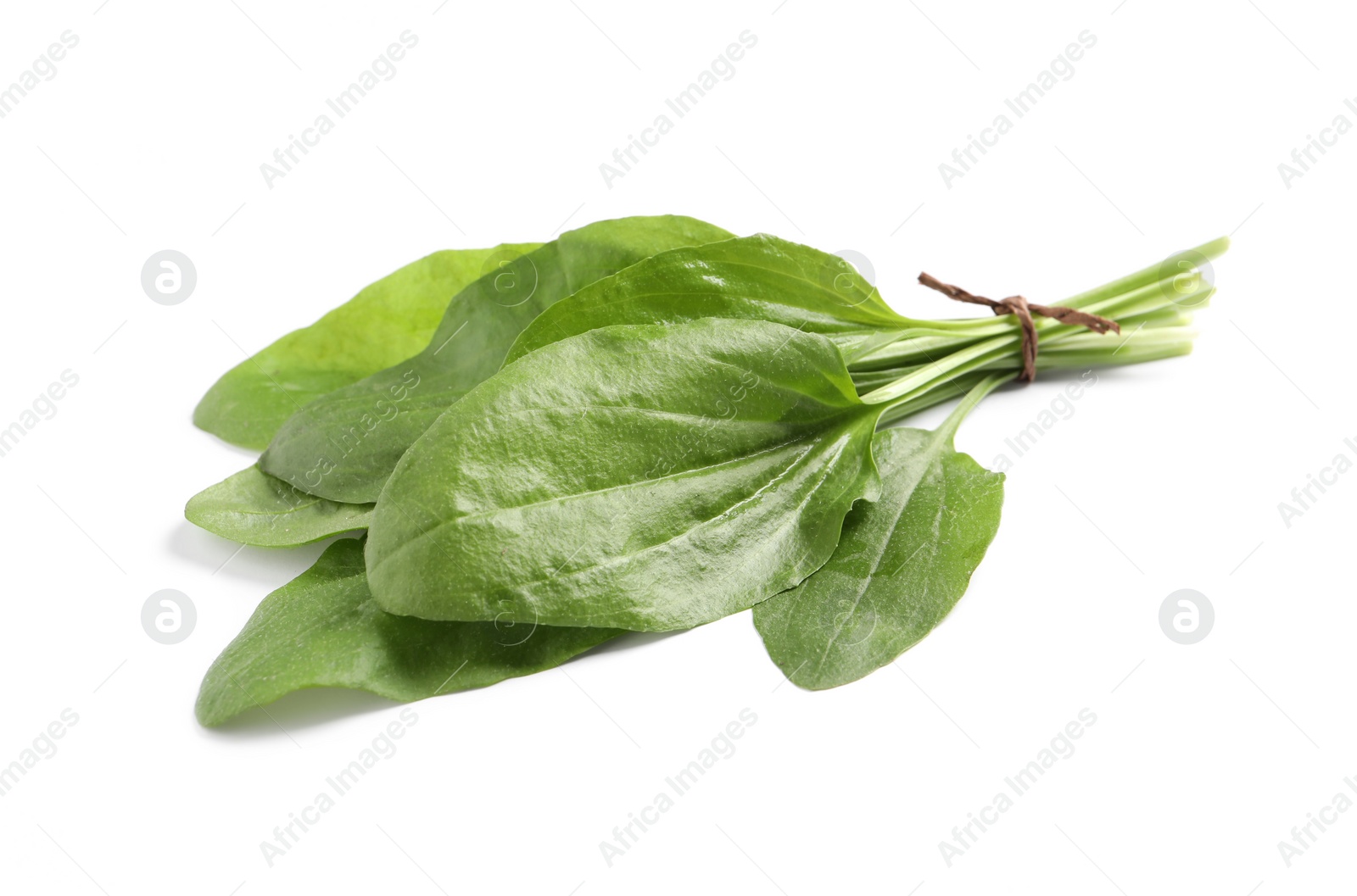 Photo of Leaves of broadleaf plantain on white background. Medicinal herb