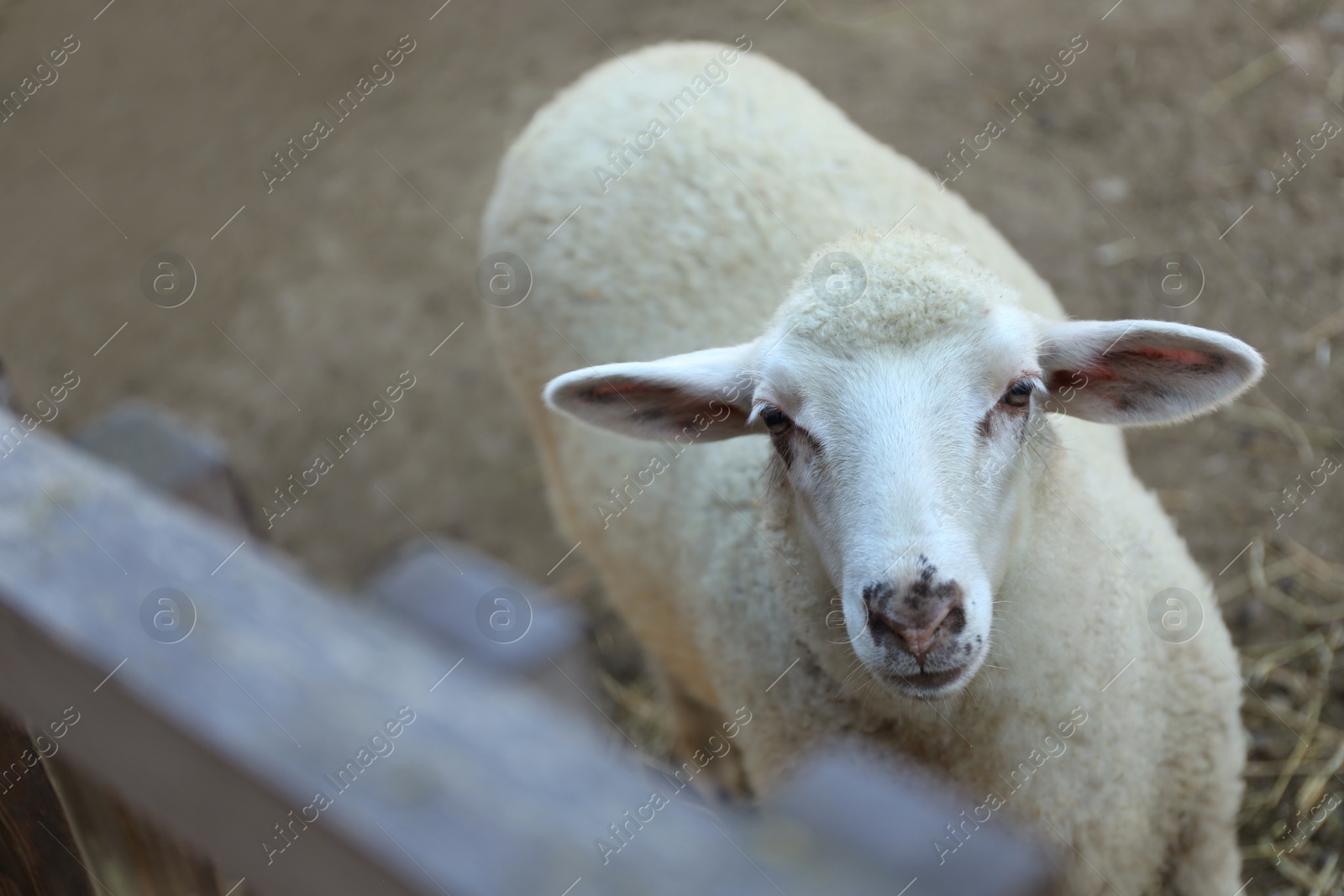 Photo of Cute funny sheep on farm. Animal husbandry