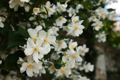 Photo of Beautiful blooming white jasmine shrub outdoors, closeup. Space for text