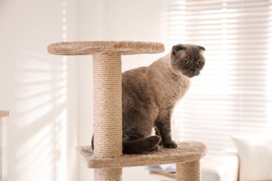 Photo of Cute Scottish fold on cat tree at home. Fluffy pet