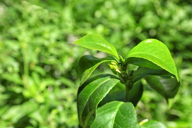 Photo of Green leaves of tea plant on blurred background