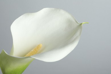 Photo of Beautiful calla lily flower on white background, closeup