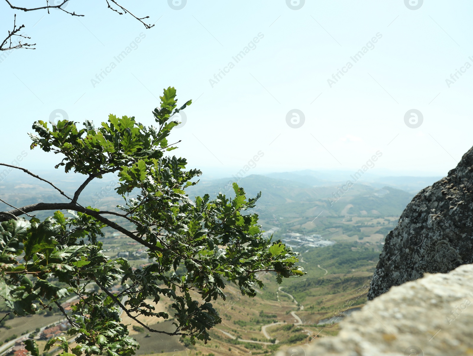 Photo of Tree branch and picturesque view of valley on sunny day
