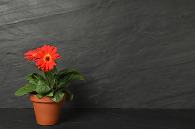 Photo of Beautiful blooming gerbera flower in pot on dark grey stone table, space for text