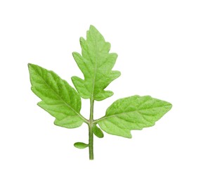 Photo of Branch of tomato plant with leaves isolated on white