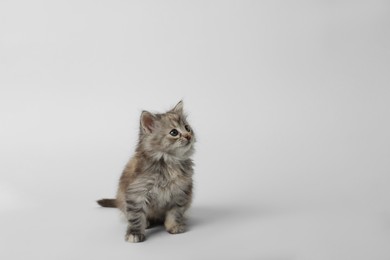 Photo of Cute kitten on white background. Space for text