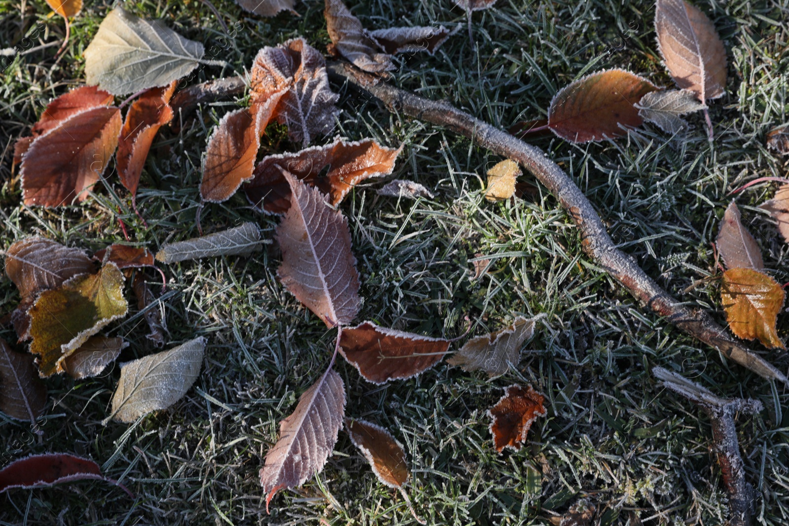 Photo of Beautiful autumn leaves on grass covered with frost outdoors, top view