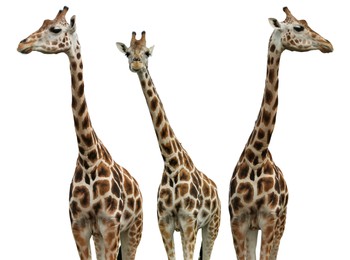 Image of Group of cute giraffes on white background