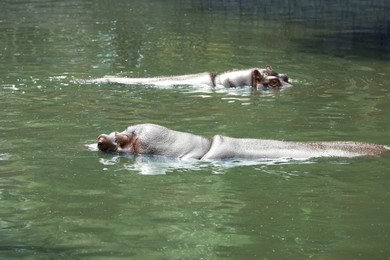 Big hippopotamuses swimming in pond at zoo