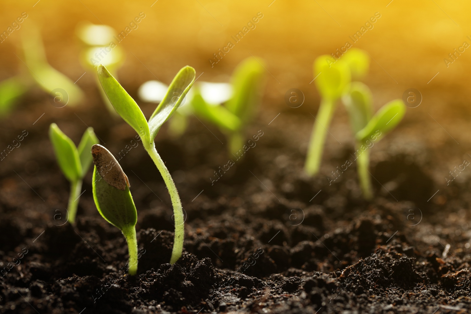 Image of Sunlit young vegetable plants grown from seeds in soil, closeup. Space for text