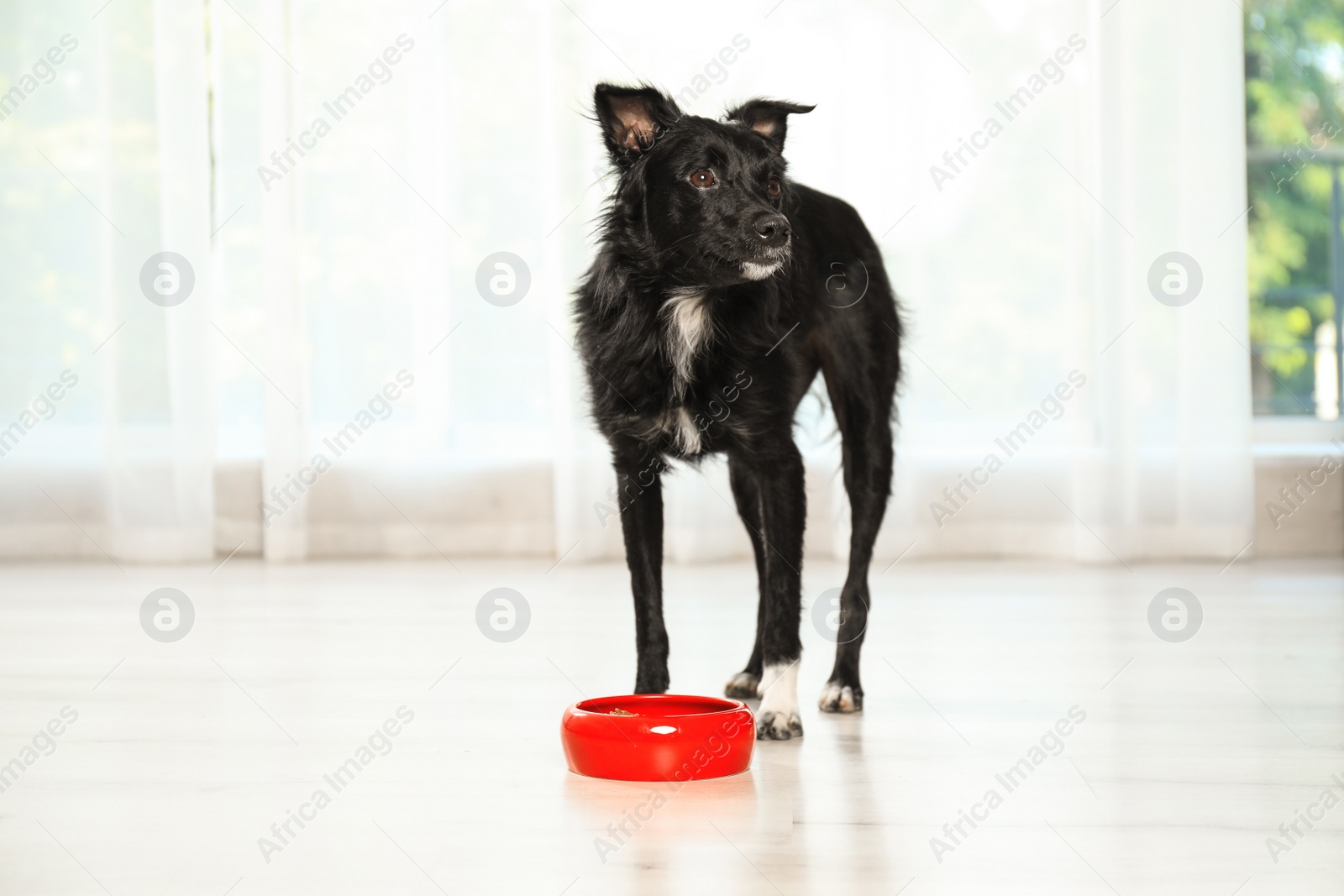 Photo of Cute dog eating from bowl on floor in room