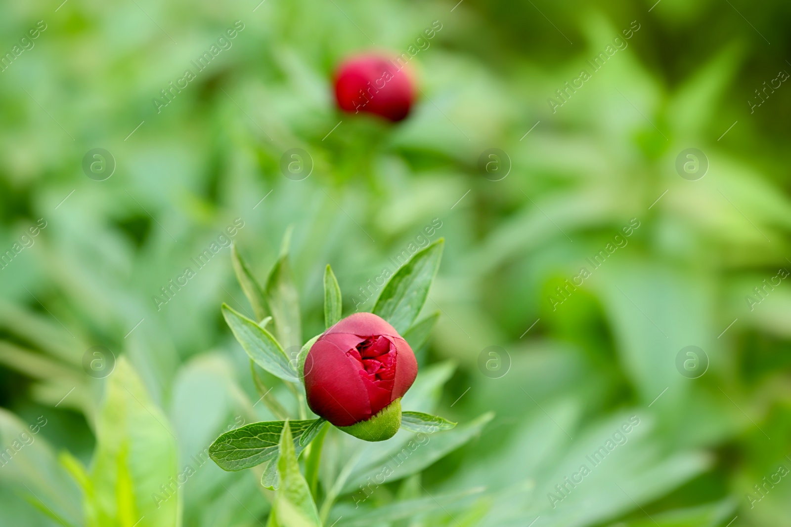 Photo of Beautiful bright peony in garden, closeup with space for text. Spring flowers