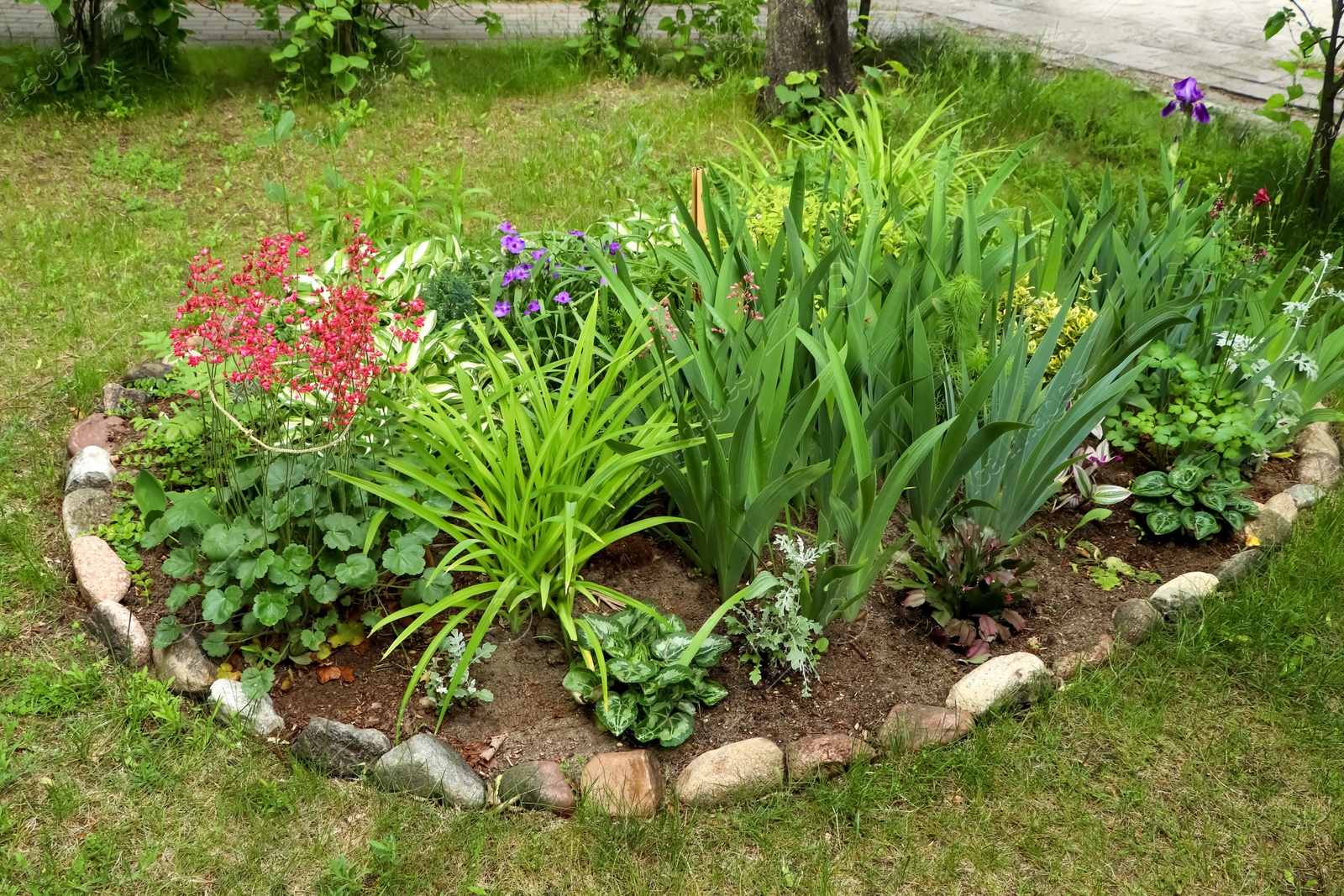 Photo of Beautiful flowerbed with different plants outdoors. Gardening and landscaping