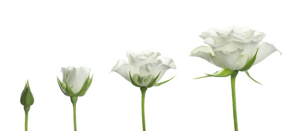 Image of Blooming stages of beautiful rose flower on white background