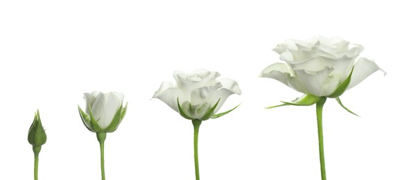 Blooming stages of beautiful rose flower on white background