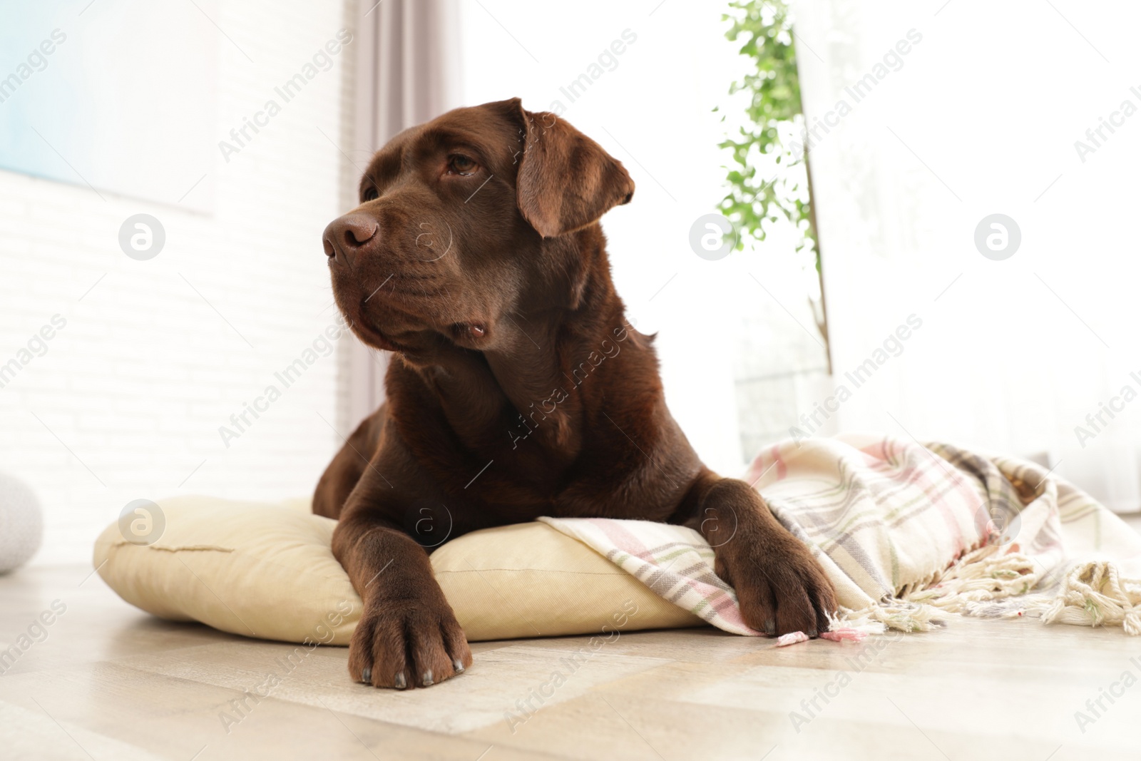 Photo of Chocolate labrador retriever on pet pillow indoors