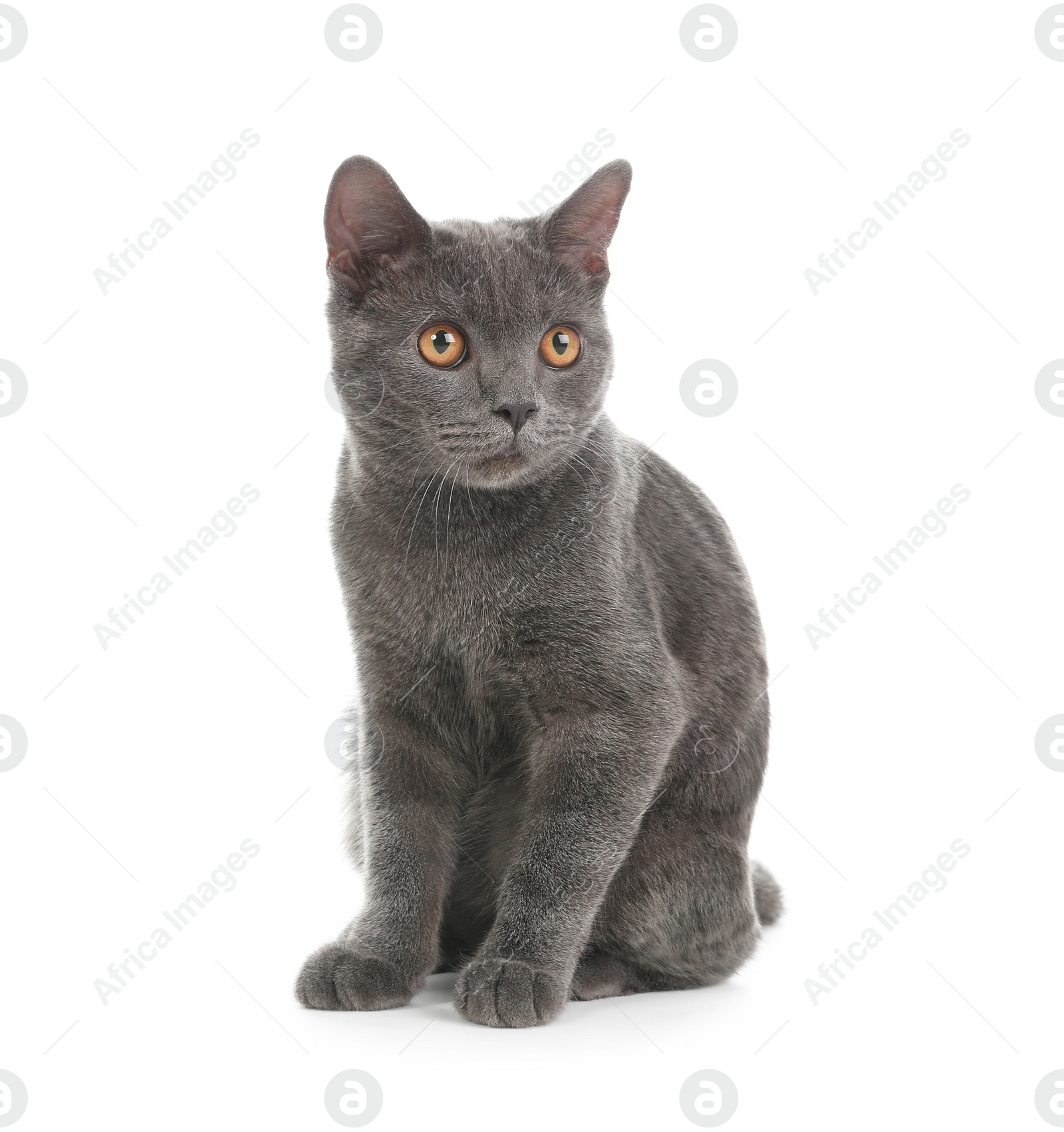 Photo of Adorable grey British Shorthair cat on white background