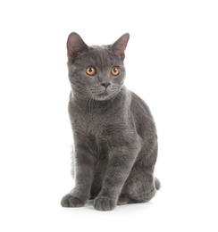 Photo of Adorable grey British Shorthair cat on white background