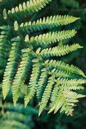 Green fern covered with hoarfrost in forest, top view