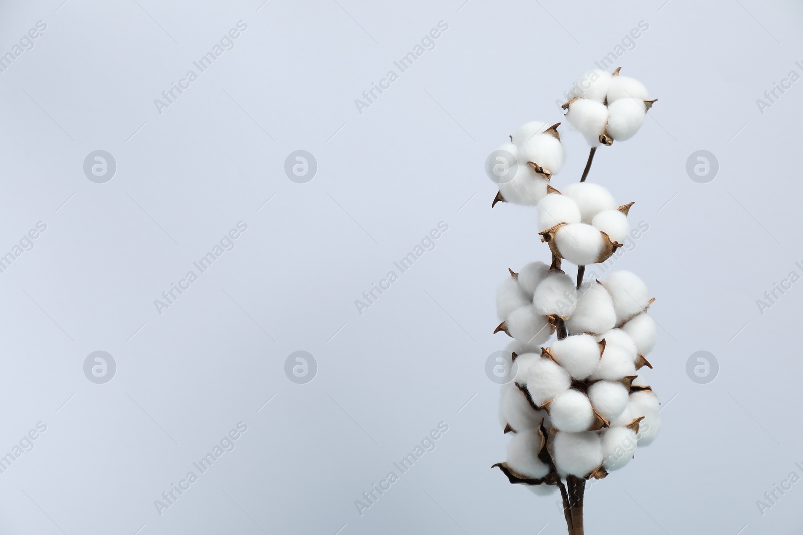 Photo of Beautiful cotton branch with fluffy flowers on light background, space for text