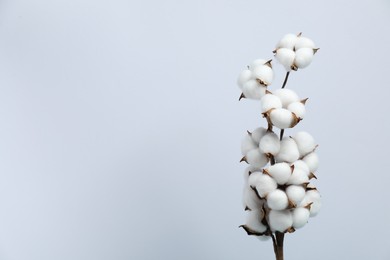 Beautiful cotton branch with fluffy flowers on light background, space for text