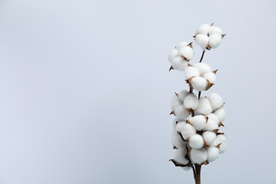 Photo of Beautiful cotton branch with fluffy flowers on light background, space for text