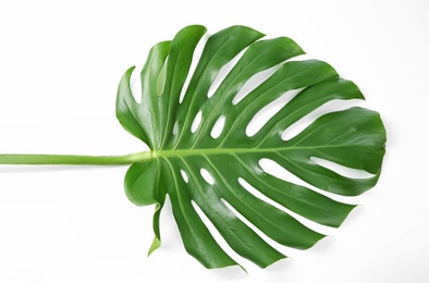 Photo of Tropical Monstera leaf on white background