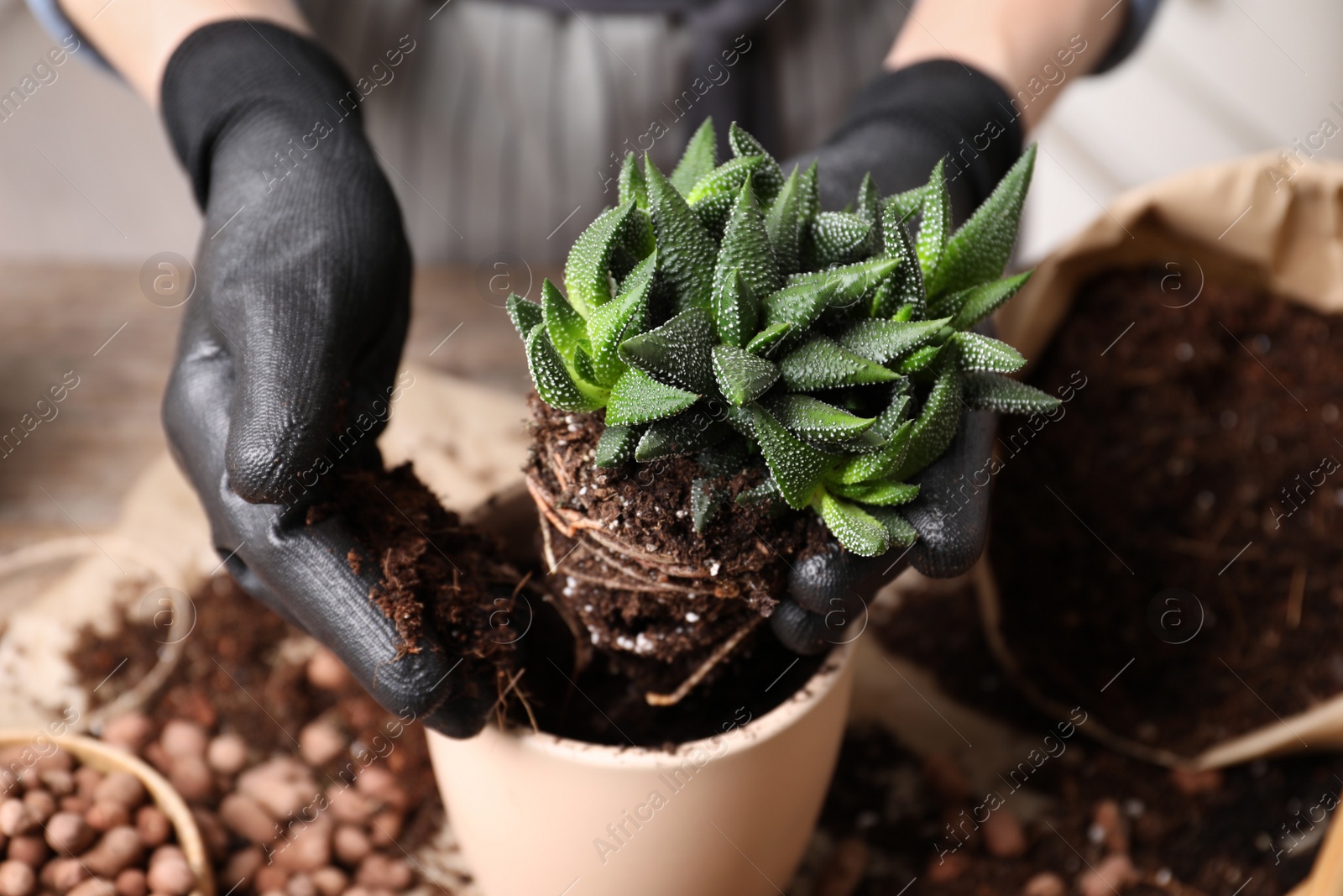 Photo of Woman transplanting Haworthia into pot at table, closeup. House plant care