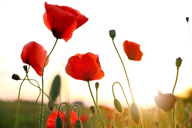 Photo of Beautiful blooming red poppy flowers in field at sunset