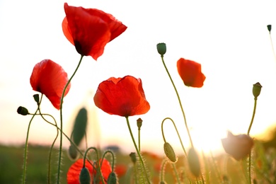 Beautiful blooming red poppy flowers in field at sunset