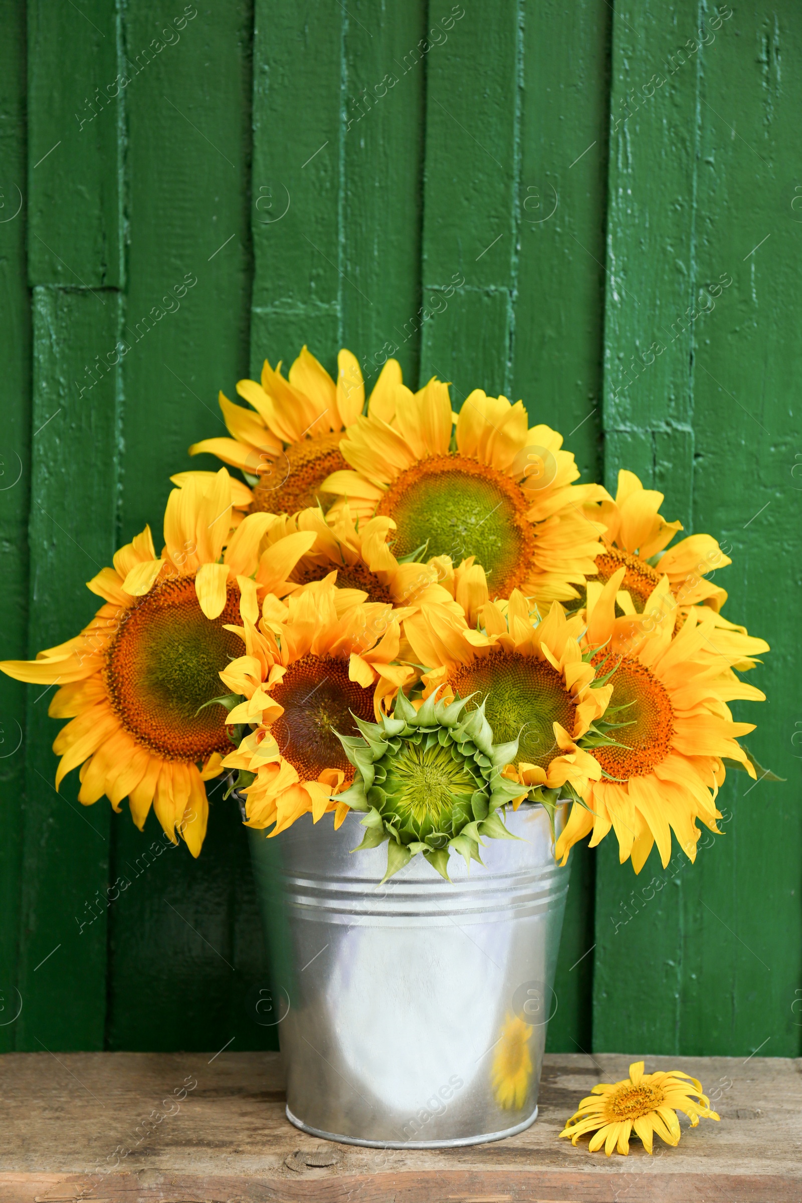 Photo of Bouquet of beautiful sunflowers in bucket on wooden table near green wall