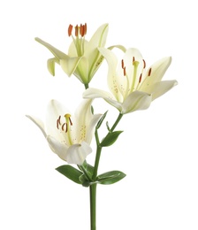 Photo of Beautiful lilies on white background. Funeral flowers