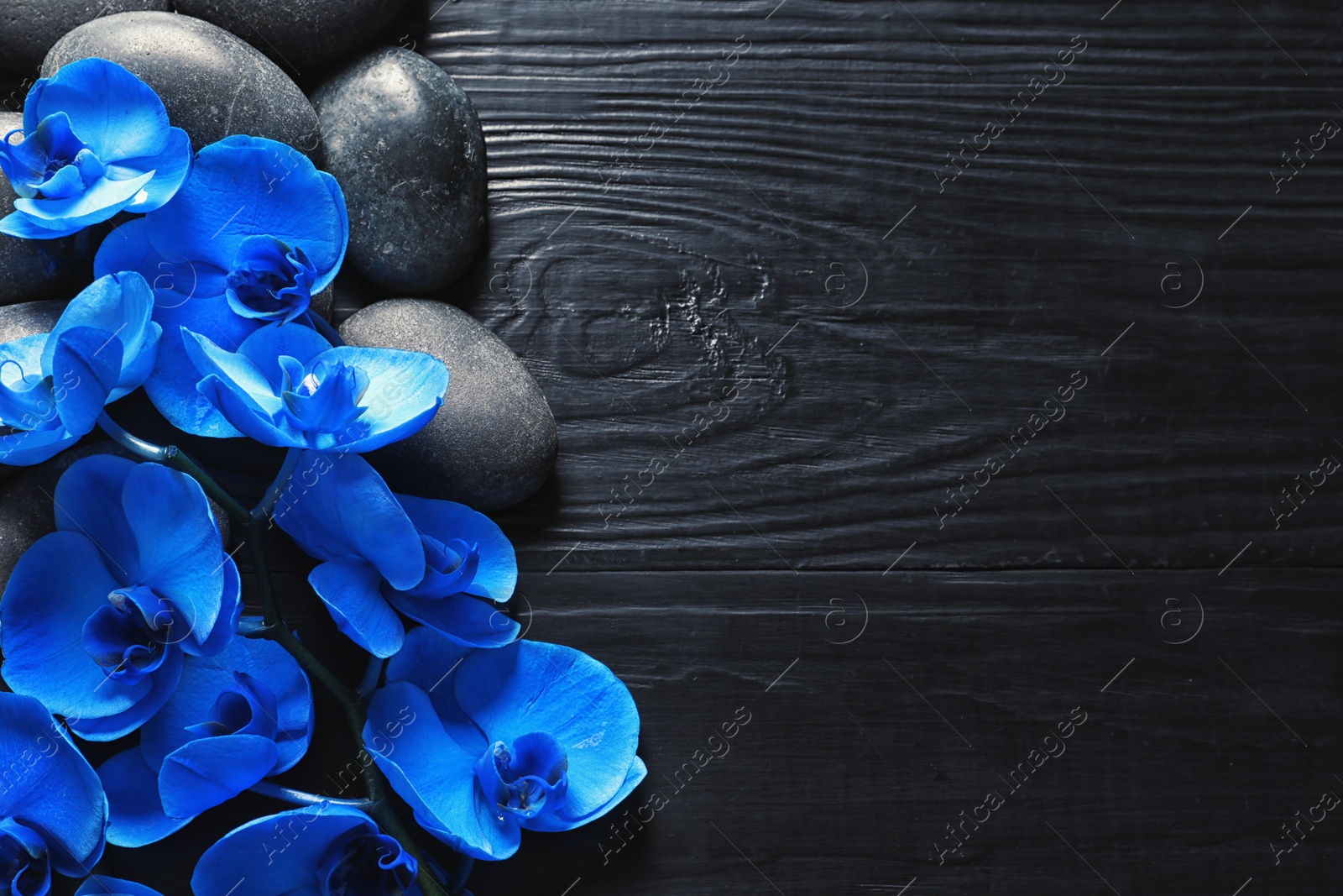 Photo of Spa stones with orchid flowers on dark wooden background, top view. Space for text