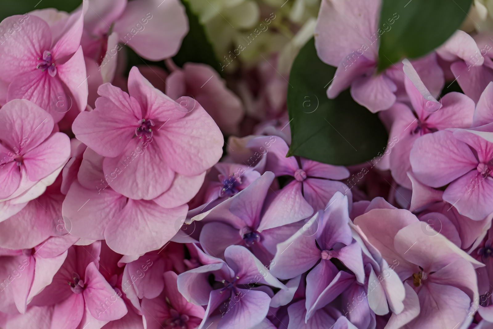 Photo of Beautiful hydrangea flowers as background, closeup view