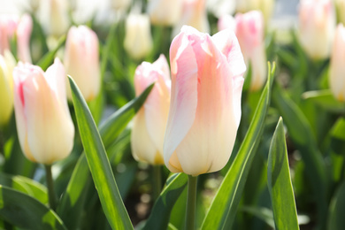 Beautiful blooming tulips outdoors on sunny day