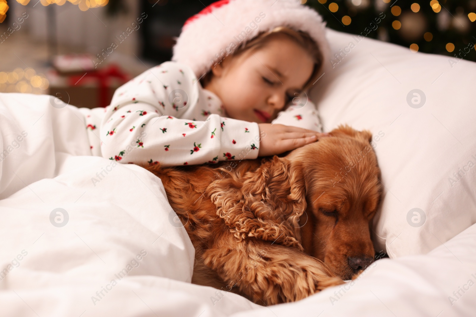 Photo of Cute little girl in Santa hat sleeping in bed near her English Cocker Spaniel. Christmas celebration