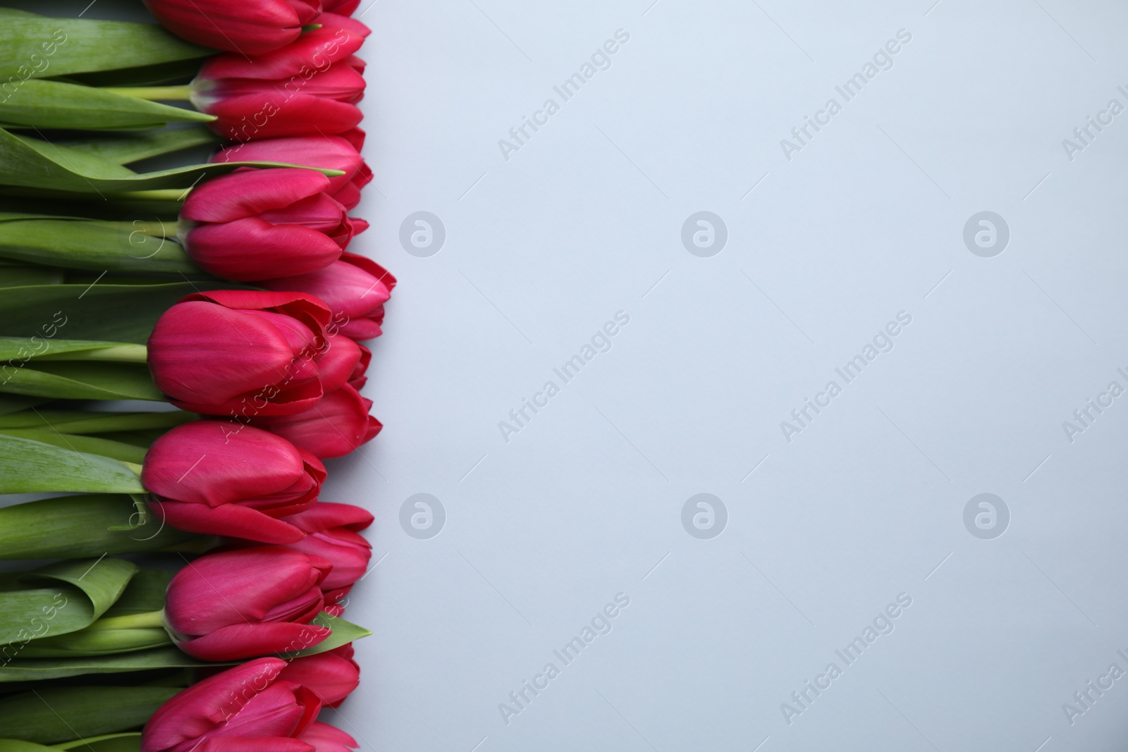 Photo of Many beautiful tulips on light grey background, flat lay. Space for text