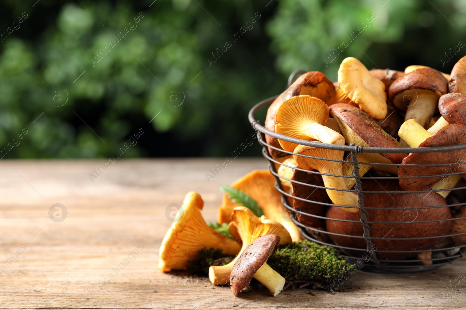Photo of Different wild mushrooms on wooden table, space for text