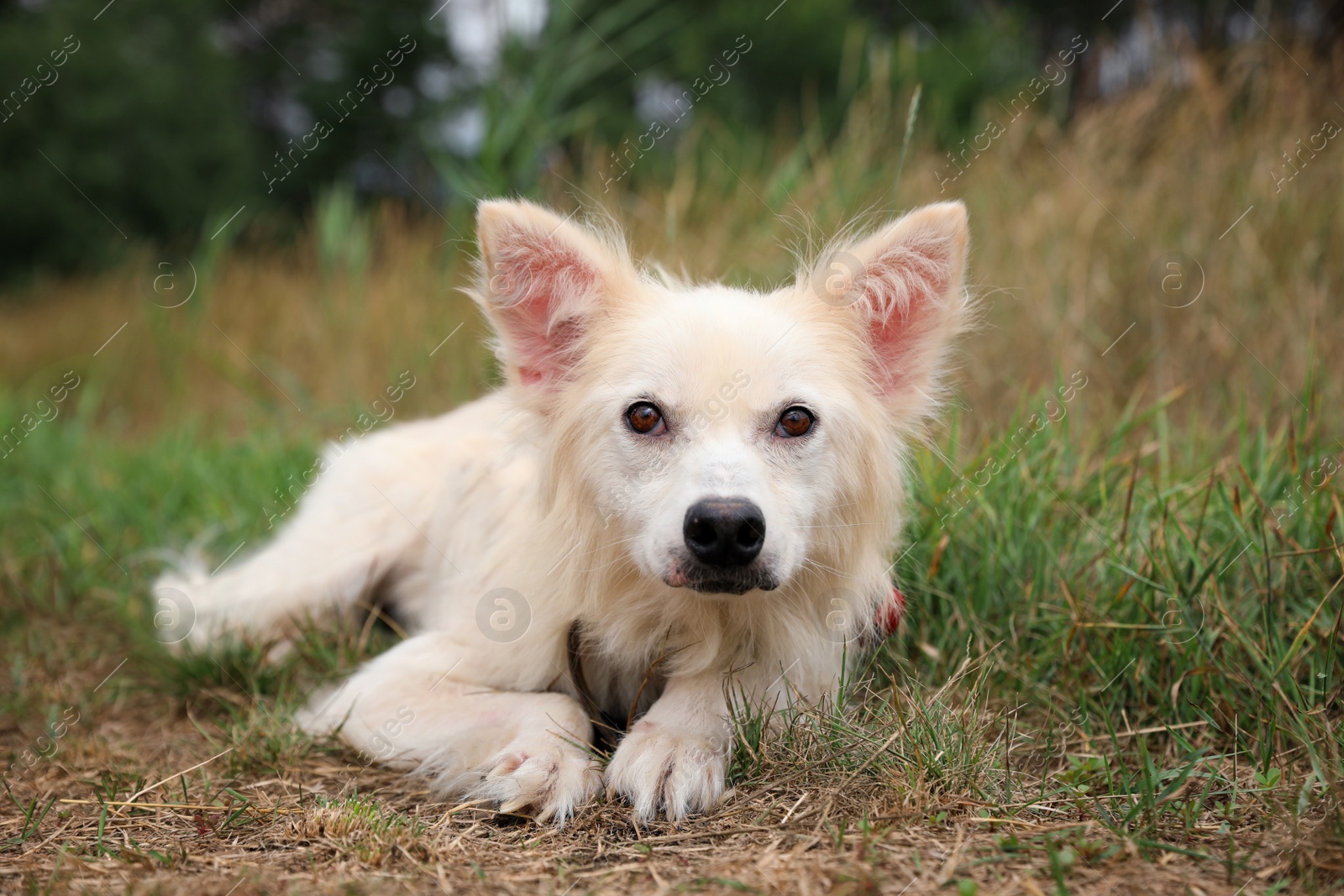 Photo of Homeless dog at animal shelter outdoors. Concept of volunteering