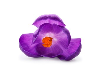 Beautiful purple crocus flower isolated on white