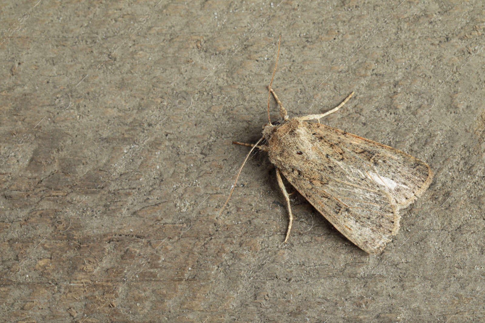 Photo of Paradrina clavipalpis moth on grey background. Space for text