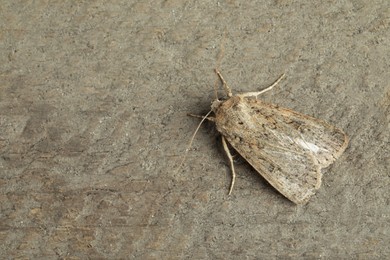 Photo of Paradrina clavipalpis moth on grey background. Space for text