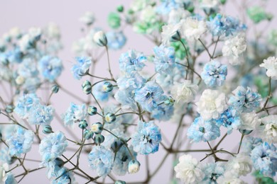 Photo of Beautiful colorful gypsophila flowers on white background, closeup