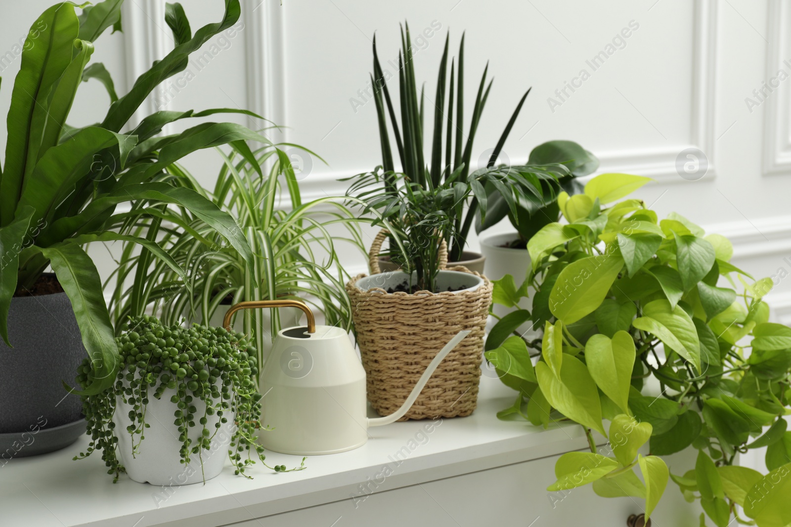 Photo of Green potted houseplants on chest of drawers near white wall