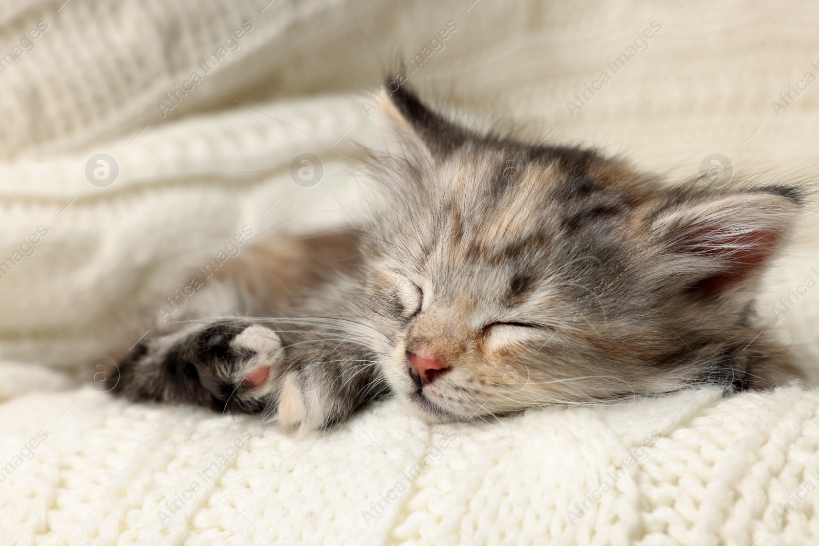 Photo of Cute kitten sleeping on white knitted blanket