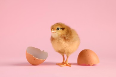 Photo of Cute chick and pieces of eggshell on pink background, closeup. Baby animal
