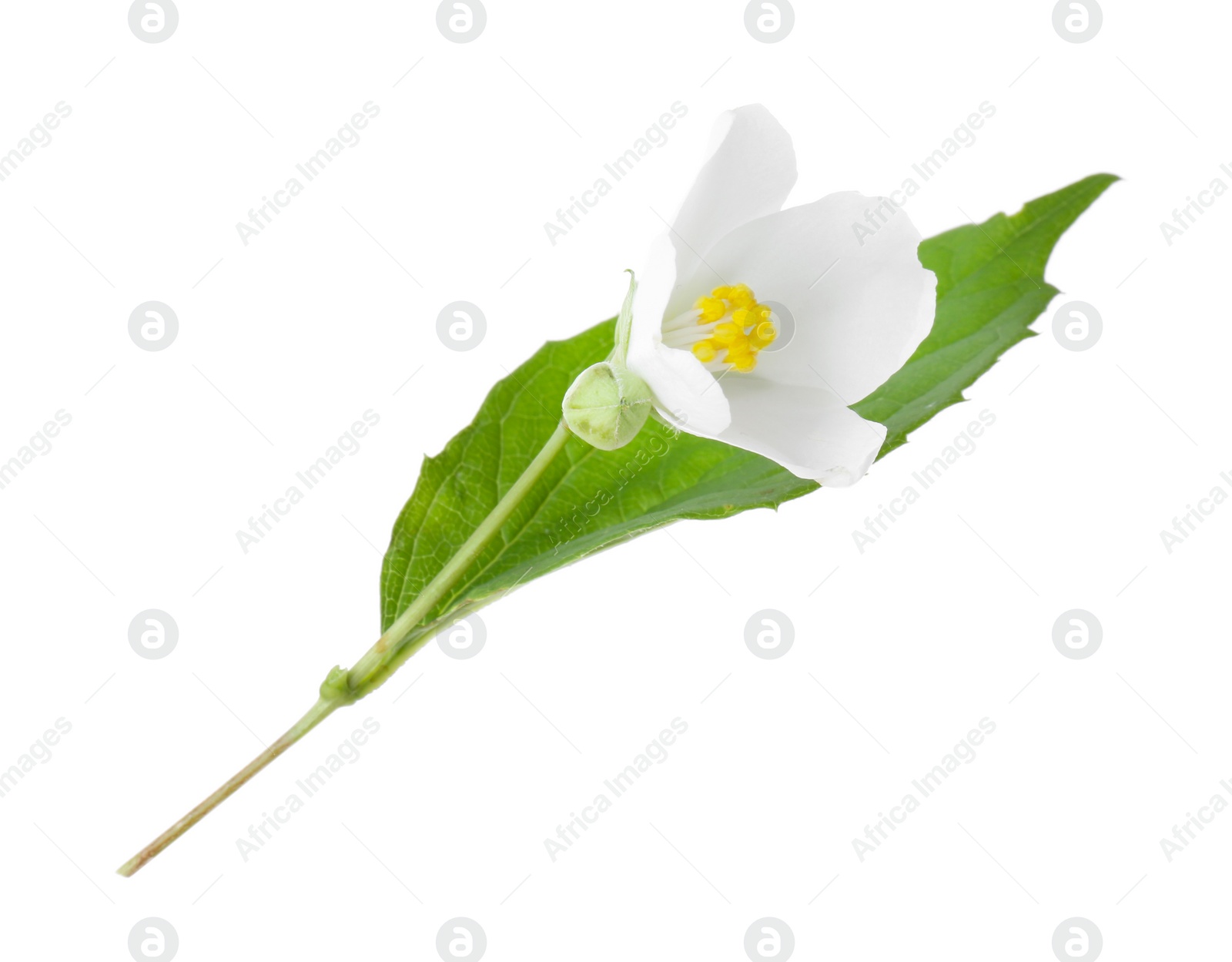 Photo of Branch of jasmine flower, buds and leaf isolated on white