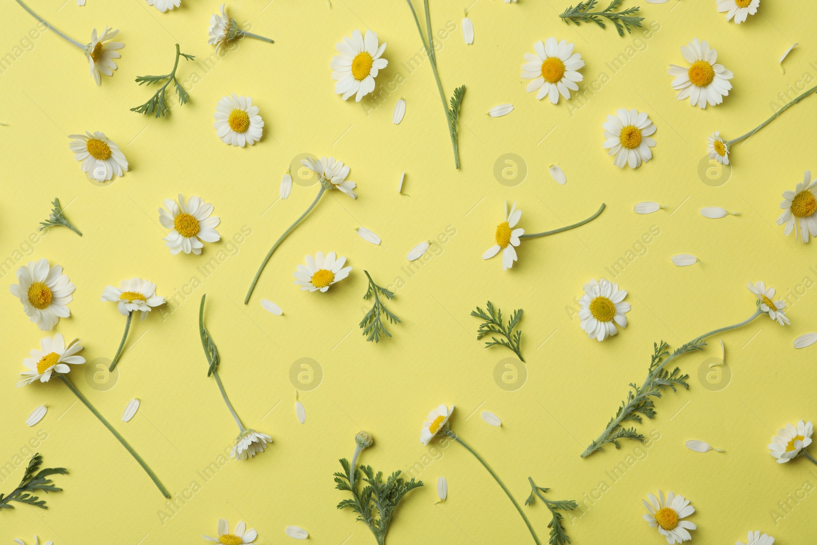 Photo of Flat lay composition with fresh chamomiles on yellow background