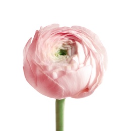 Photo of Beautiful ranunculus flower on white background